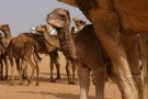 Two Day Old Camel, Western Desert